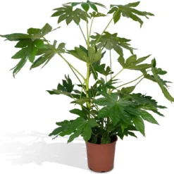 Fatsia Japonica Groen - 85cm