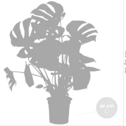 Monstera Deliciosa - Gatenplant - Kamerplant - Luchtzuiverend - ⌀21 Cm - 70-80 Cm -Exporteren Buiten Groen Winkel 1200x1151