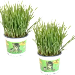 Kattengras - Gerst - Huisdier - Diervriendelijke Kamerplant - Triticum Aestivum - Potmaat Ø12cm - 2 Stuks