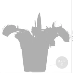Kleine Vleesetende Plant | Dionaea Per Stuk - Binnen- En Buitenplant In Kwekerspot ⌀6 Cm - ↕10 Cm -Exporteren Buiten Groen Winkel 1200x1151 4