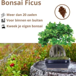 B-seed Zaden Set Incl. E-Book Bonsai Zaden Kweken - Boompje In Pot - Kamerplanten - Kweekset – Cadeau Man & Vrouw - Geschenkset -Exporteren Buiten Groen Winkel 1200x1151 5