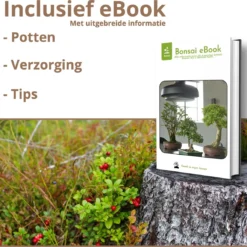 B-seed Zaden Set Incl. E-Book Bonsai Zaden Kweken - Boompje In Pot - Kamerplanten - Kweekset – Cadeau Man & Vrouw - Geschenkset -Exporteren Buiten Groen Winkel 1200x1151 6