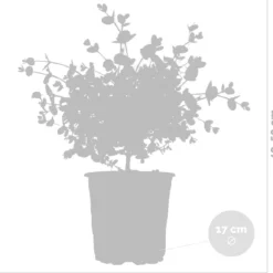 Eucalyptus Gunnii - Gomboom - Heester - Groenblijvend - ⌀17 Cm - 40-50 Cm -Exporteren Buiten Groen Winkel 1200x1151 7