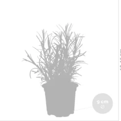 6x Biologische Tuinkruiden Mix - Tuinplanten Mix – Keuken Kruiden - ⌀9 Cm - 10-15 Cm -Exporteren Buiten Groen Winkel 1200x1151 9