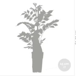 Wisteria Sinensis Prolific – Blauwe Regen – Klimplant – Onderhoudsvriendelijk - ⌀15 Cm - 60-70 Cm -Exporteren Buiten Groen Winkel 1200x1152