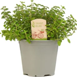 Mix Van 6 Italiaanse Kruidenplanten / The Herbs Family -Exporteren Buiten Groen Winkel 1200x1153 1