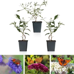 WL Plants - Mix Van 3 - Buddleja Davidii - 'Pink Delight' - 'Nanho Blue' - 'White Profusion' - Roze, Wit En Blauw - Vlinderstruik - Winterhard - Tuinplanten - ± 25cm Hoog - 9cm Diameter - In Kweekpot