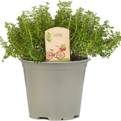 Mix Van 6 Italiaanse Kruidenplanten / The Herbs Family -Exporteren Buiten Groen Winkel 1200x1162