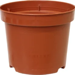 Breasy Ananasplant | Anti-snurk Plant | 1 Stuks | Ø 13cm | 35-40 Cm -Exporteren Buiten Groen Winkel 1200x1164 1