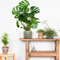 Monstera Deliciosa - Gatenplant - Kamerplant - Luchtzuiverend - ⌀21 Cm - 70-80 Cm -Exporteren Buiten Groen Winkel 1200x1164