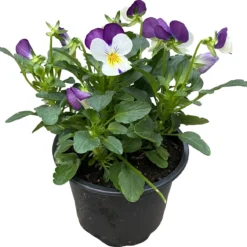 Merkloos Viooltje Grootbloemig Mix 12 Stuks -Exporteren Buiten Groen Winkel 1200x1167 1