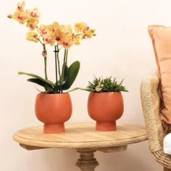 Kolibri Orchids | Oranje Phalaenopsis Orchidee - 35cm Hoog - Potmaat Ø9cm | Bloeiende Kamerplant - Vers Van De Kweker -Exporteren Buiten Groen Winkel 1200x1167