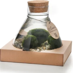 Mosbal Aquarium - Ecoworld Marimo Mini Piramide Met Mosballen - Inclusief Kurk - Mosbol - 3 Stuks - Ecosysteem In Fles - Piramide Glas Ø 16,5 - H 20 Cm -Exporteren Buiten Groen Winkel 1200x1170