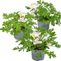 3x Pelargonium Graveolens – Citroengeranium – Anti-muggen - Geurend - ⌀10,5 Cm - 15-20 Cm