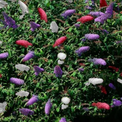 Exporteren Buiten Groen Winkel -Exporteren Buiten Groen Winkel 1200x1178 1