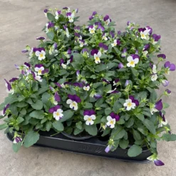 Merkloos Viooltje Grootbloemig Mix 12 Stuks -Exporteren Buiten Groen Winkel 1200x1180