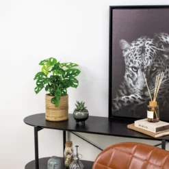 Monstera Adansonii 'Monkey Leaf' - Gatenplant - Kamerplant - Luchtzuiverend - ⌀12 Cm - 20-25 Cm -Exporteren Buiten Groen Winkel 1200x1181