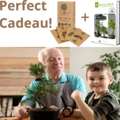 B-seed Zaden Set Incl. E-Book Bonsai Zaden Kweken - Boompje In Pot - Kamerplanten - Kweekset – Cadeau Man & Vrouw - Geschenkset -Exporteren Buiten Groen Winkel 1200x1183 1