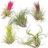 5x Tillandsia Mix - Luchtplantjes - Kamerplant – Onderhoudsvriendelijk