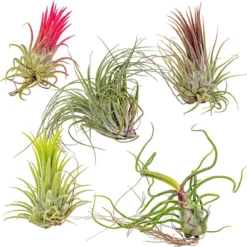 5x Tillandsia Mix - Luchtplantjes - Kamerplant – Onderhoudsvriendelijk