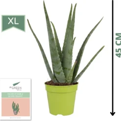 Dr. Green® Broeder Green - Met Kweekhandleiding - Aloë Vera Plant Groot 45 Cm - ø 15 Cm - Kamerplanten - Vetplant - Kamerplant Luchtzuiverend - Succulent -Exporteren Buiten Groen Winkel 1200x1188 1