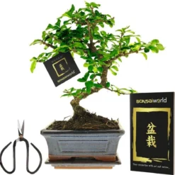 Bonsaiworld Bonsai Boompje + Starters Kit - 5-Delige Set - 10 Jaar Oude Bonsai Boom - Hoogte 25-30 Cm