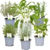 6x Biologische Tuinkruiden Mix - Tuinplanten Mix – Keuken Kruiden - ⌀9 Cm - 10-15 Cm