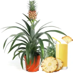 ZynesFlora - Ananasplant In Houten Sierpot - Ø 12 Cm - Hoogte: 30 - 40cm - Luchtzuiverend - Kamerplant - Kamerplant In Pot -Exporteren Buiten Groen Winkel 1200x1192 1