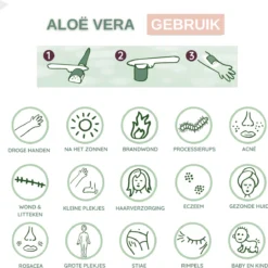 Dr. Green® Broeder Green - Met Kweekhandleiding - Aloë Vera Plant Groot 45 Cm - ø 15 Cm - Kamerplanten - Vetplant - Kamerplant Luchtzuiverend - Succulent -Exporteren Buiten Groen Winkel 1200x1193 1