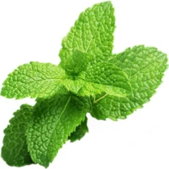 Peppermint Refill 3-Pack Smart Garden -Exporteren Buiten Groen Winkel 1200x1193