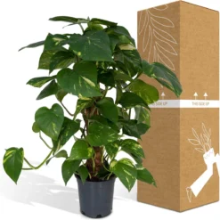 Epipremnum Aureum Mosstok - 60cm -Exporteren Buiten Groen Winkel 1200x1196