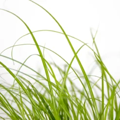 Cyperus Alternifolius 'Zumula' - Kattengras - Kamerplant - Huisdiervriendelijk - ⌀12 Cm - 20-25 Cm -Exporteren Buiten Groen Winkel 1200x1198 1