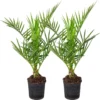 2x Phoenix Canariensis - Canarische Dadelpalm - Palm - Winterhard - ⌀15 Cm - 50-60 Cm