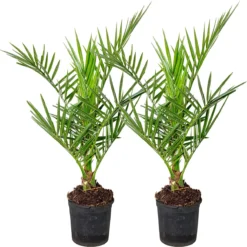 2x Phoenix Canariensis - Canarische Dadelpalm - Palm - Winterhard - ⌀15 Cm - 50-60 Cm