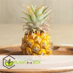 Plant In A Box - Ananasplant Mi Amigo - Kamerplant - Pot 12cm - Hoogte 35-45cm -Exporteren Buiten Groen Winkel 1200x1199