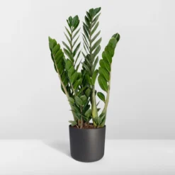 Zamioculcas Zamiifolia - Emerald Palm - 50cm
