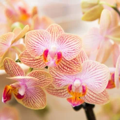 Kolibri Orchids | Oranje Phalaenopsis Orchidee - 35cm Hoog - Potmaat Ø9cm | Bloeiende Kamerplant - Vers Van De Kweker -Exporteren Buiten Groen Winkel 1200x1200 107