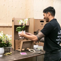 Kolibri Orchids | Oranje Phalaenopsis Orchidee - 35cm Hoog - Potmaat Ø9cm | Bloeiende Kamerplant - Vers Van De Kweker -Exporteren Buiten Groen Winkel 1200x1200 108