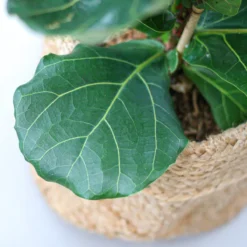 Ficus Lyrata | Groene Kamerplant | Potmaat 21cm | Hoogte 95cm | Geleverd In Kwekerspot -Exporteren Buiten Groen Winkel 1200x1200 112