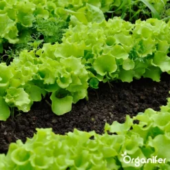 Groentezaden Pakket – 25 Culinaire Soorten - Organifer -Exporteren Buiten Groen Winkel 1200x1200 12