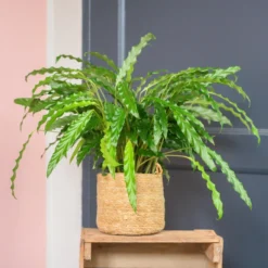 Calathea Rufibarba Bluegrass | Groene Kamerplant | Potmaat 17cm | Hoogte 60cm | Geleverd In Kwekerspot