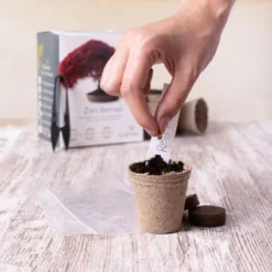 Mini Zen Bonsai Kit -Exporteren Buiten Groen Winkel 1200x1200 135