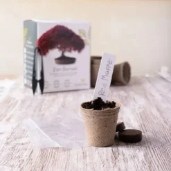 Mini Zen Bonsai Kit -Exporteren Buiten Groen Winkel 1200x1200 136