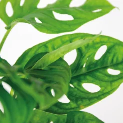 Monstera Adansonii 'Monkey Leaf' - Gatenplant - Kamerplant - Luchtzuiverend - ⌀12 Cm - 20-25 Cm -Exporteren Buiten Groen Winkel 1200x1200 139