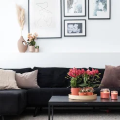 Kolibri Orchids | COMBI DEAL Van 2 Rode Phalaenopsis Orchideeën - Congo - Potmaat Ø9cm Bloeiende Kamerplant - Vers Van De Kweker -Exporteren Buiten Groen Winkel 1200x1200 145