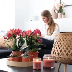 Kolibri Orchids | COMBI DEAL Van 2 Rode Phalaenopsis Orchideeën - Congo - Potmaat Ø9cm Bloeiende Kamerplant - Vers Van De Kweker -Exporteren Buiten Groen Winkel 1200x1200 148