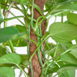 Mosstok - 80cm -Exporteren Buiten Groen Winkel 1200x1200 158