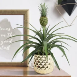 Breasy Ananasplant | Anti-snurk Plant | 1 Stuks | Ø 13cm | 35-40 Cm -Exporteren Buiten Groen Winkel 1200x1200 163