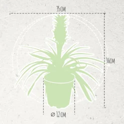 Breasy Ananasplant | Anti-snurk Plant | 1 Stuks | Ø 13cm | 35-40 Cm -Exporteren Buiten Groen Winkel 1200x1200 164