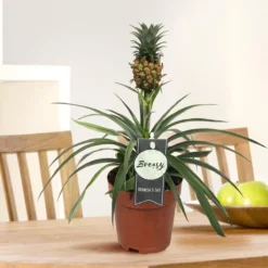 Breasy Ananasplant | Anti-snurk Plant | 1 Stuks | Ø 13cm | 35-40 Cm -Exporteren Buiten Groen Winkel 1200x1200 166